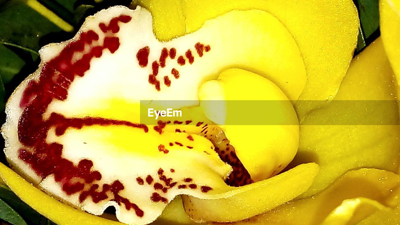 CLOSE-UP OF YELLOW FLOWERS