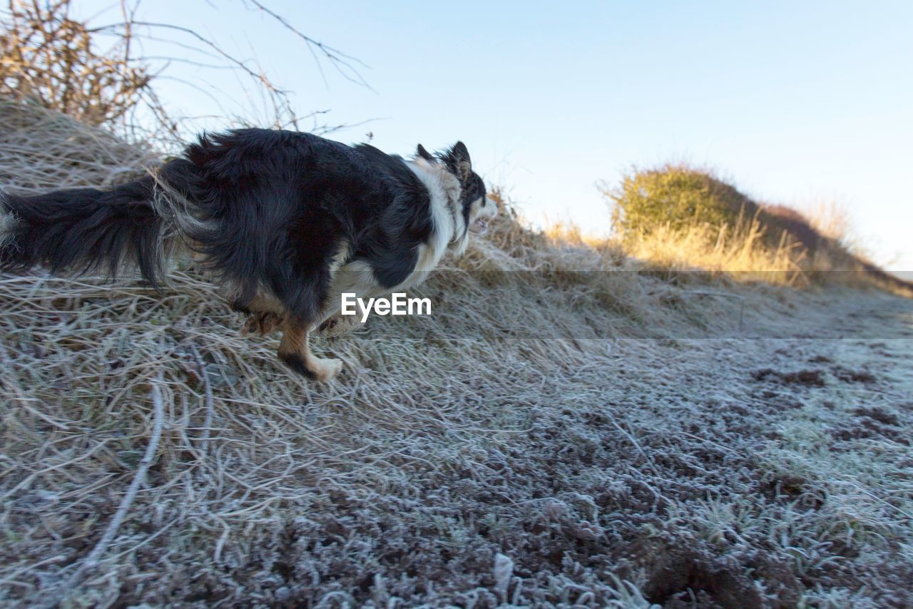 Dog running on grass during winter