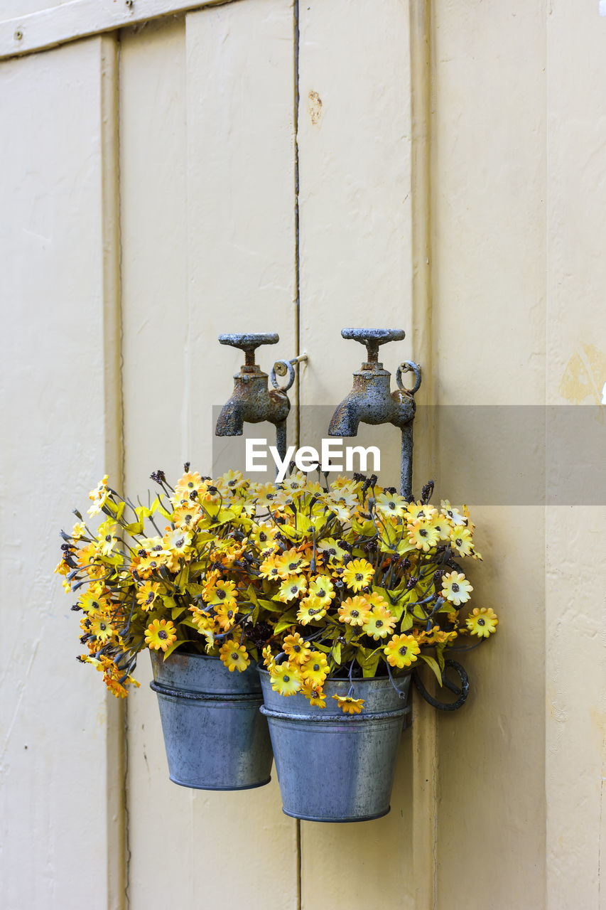 Flowers on potted plant against wall