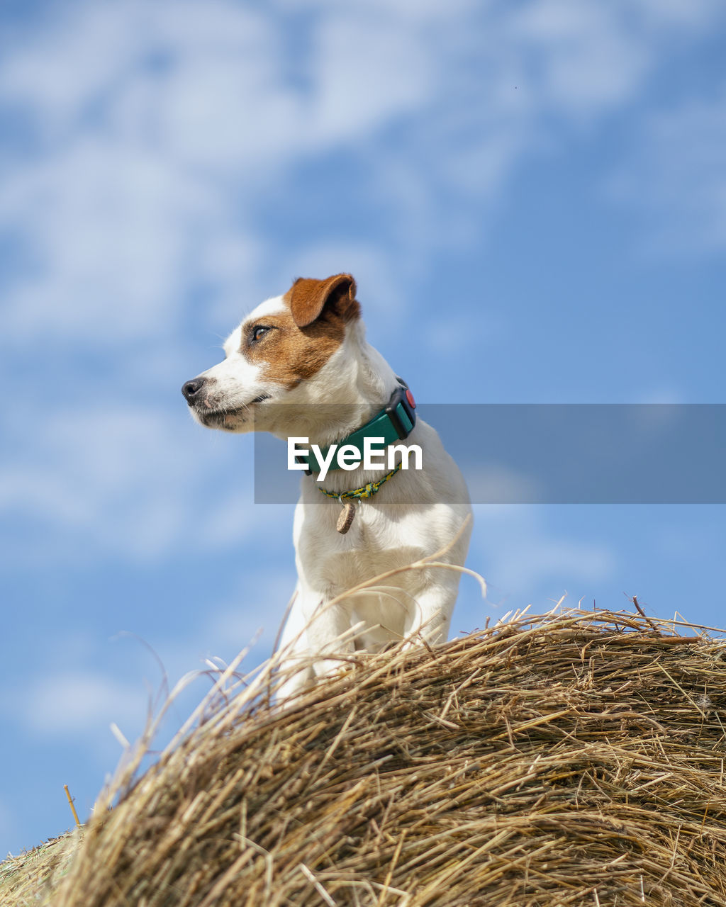 LOW ANGLE VIEW OF DOG SITTING ON HAY AGAINST SKY