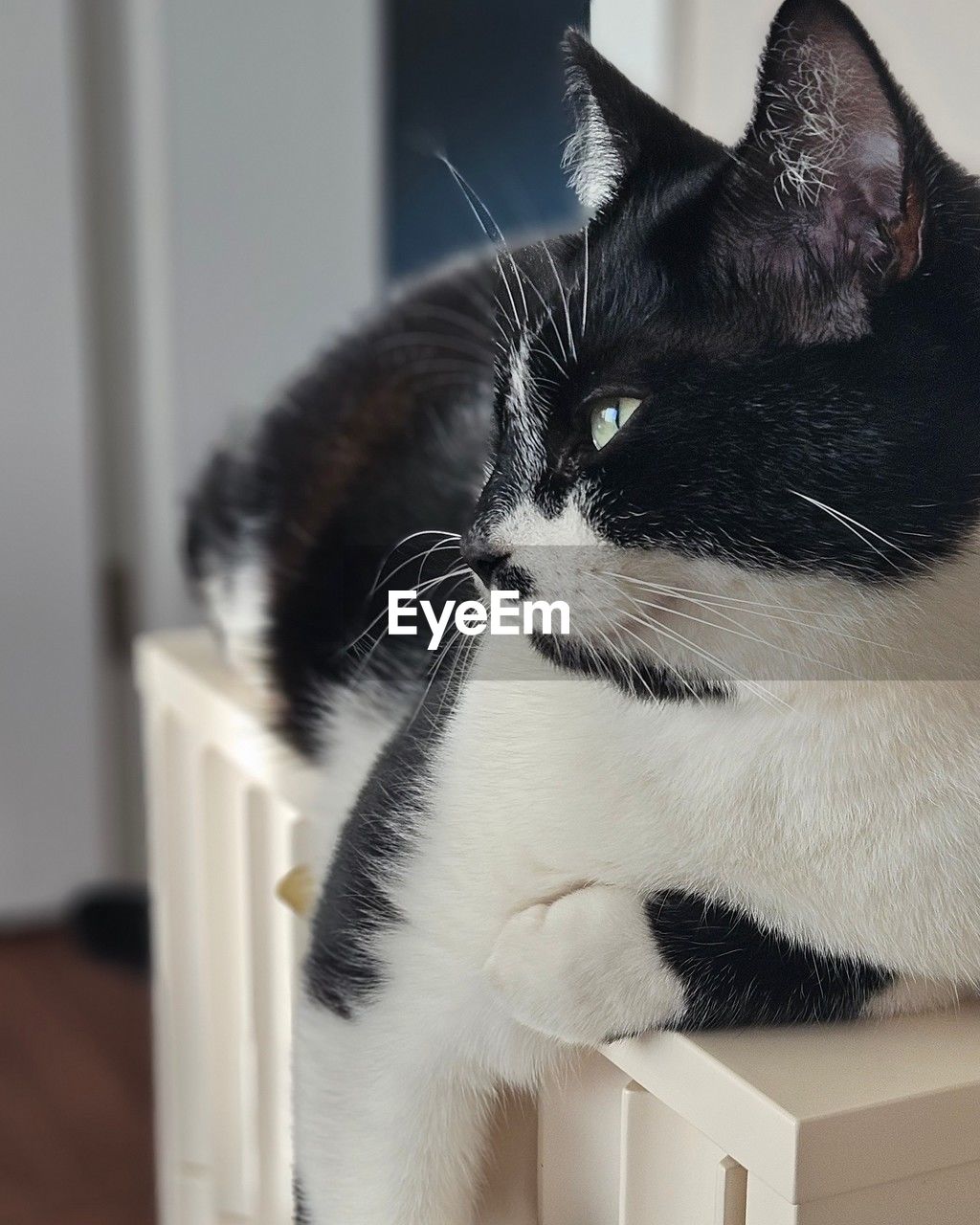 cat, pet, animal, animal themes, domestic animals, mammal, domestic cat, one animal, feline, whiskers, black, indoors, white, small to medium-sized cats, felidae, animal hair, no people, home interior, animal body part, close-up, carnivore, portrait, looking, nose, focus on foreground