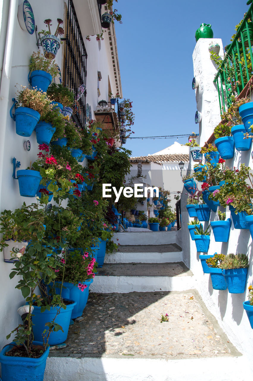 POTTED PLANTS HANGING OUTSIDE BUILDING AGAINST SKY