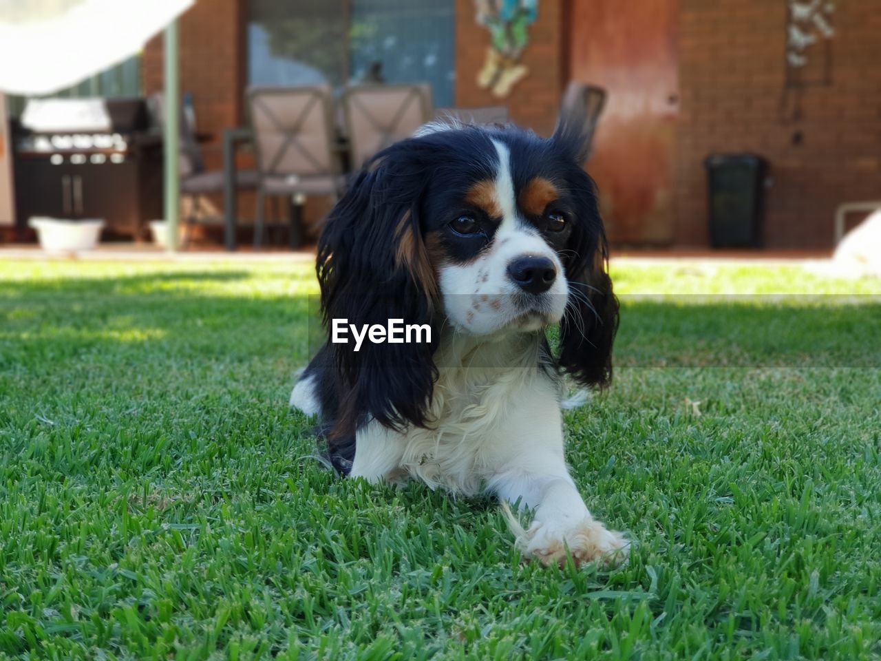 PORTRAIT OF DOG LYING ON GRASS