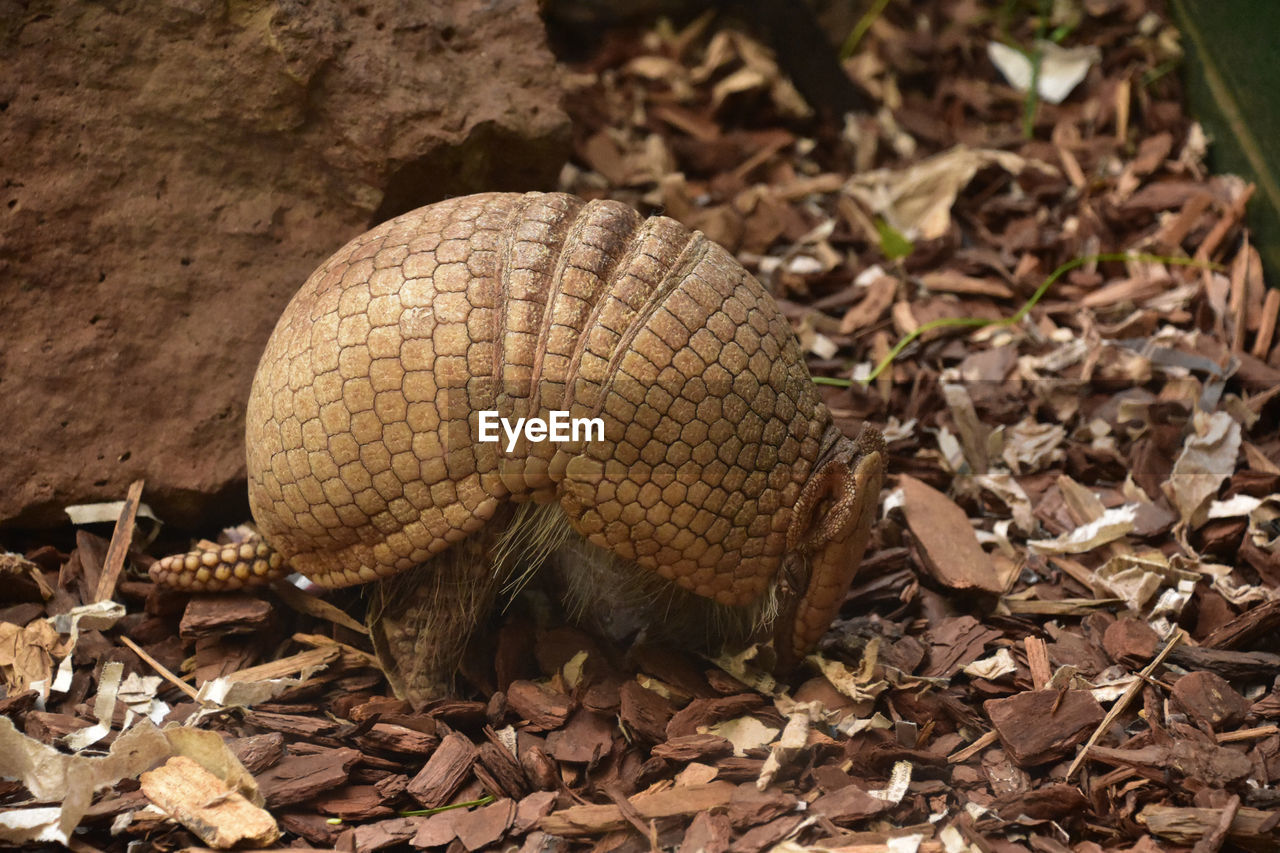 Segmented scaled armor on an armadillo on a warm summer day.