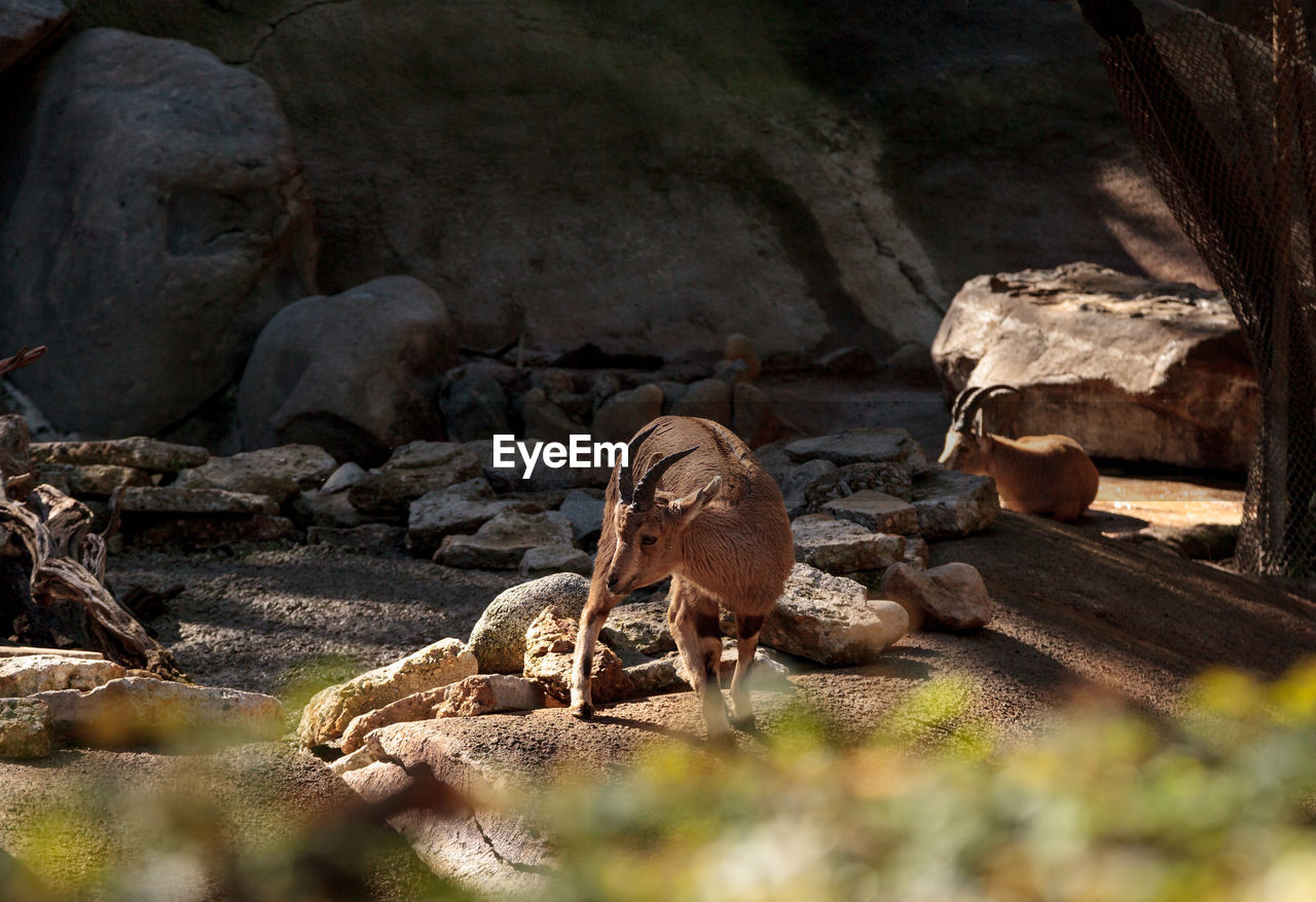 Ibex standing on rock at desert