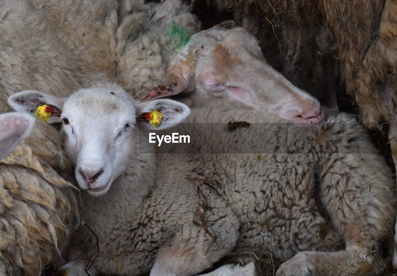 HIGH ANGLE VIEW OF SHEEP AND ANIMAL