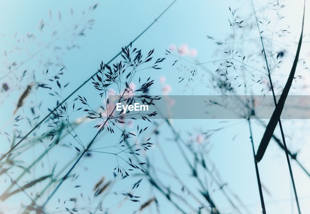 CLOSE-UP OF FLOWERING PLANT AGAINST SKY DURING WINTER