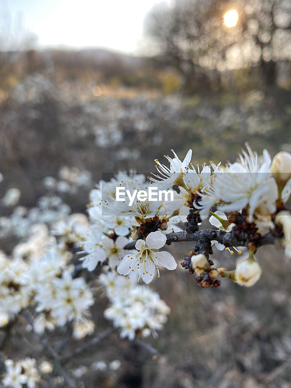 CLOSE-UP OF CHERRY BLOSSOMS ON PLANT