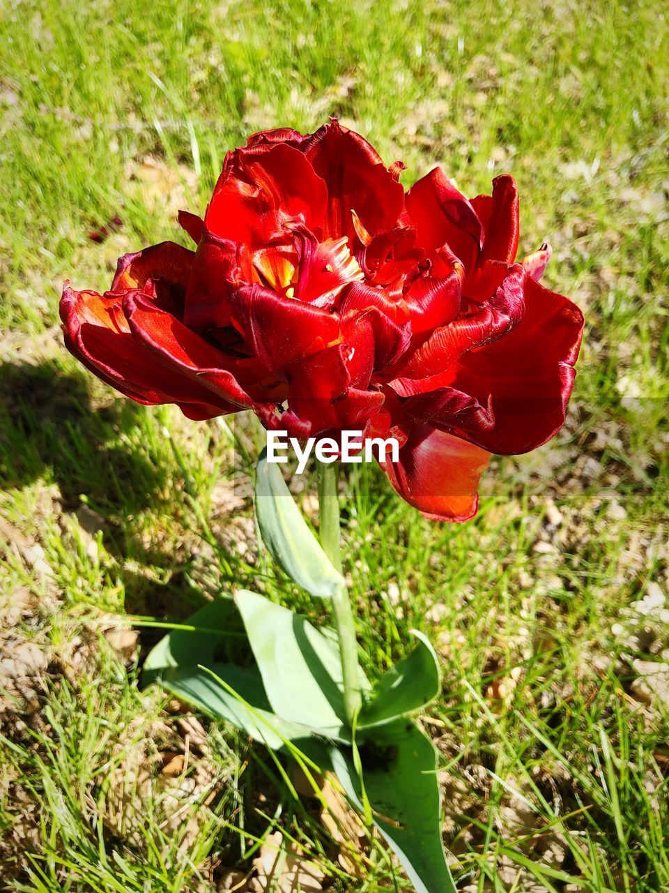 CLOSE-UP OF RED ROSE BUD ON FIELD