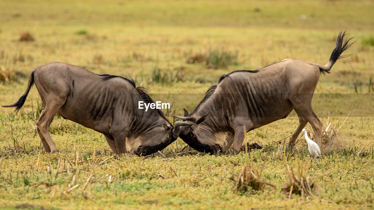 Wildbeest migration betwen serengeti and maasai mara national park