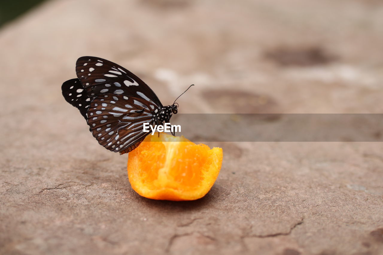 CLOSE-UP OF BUTTERFLY ON ORANGE LEAF