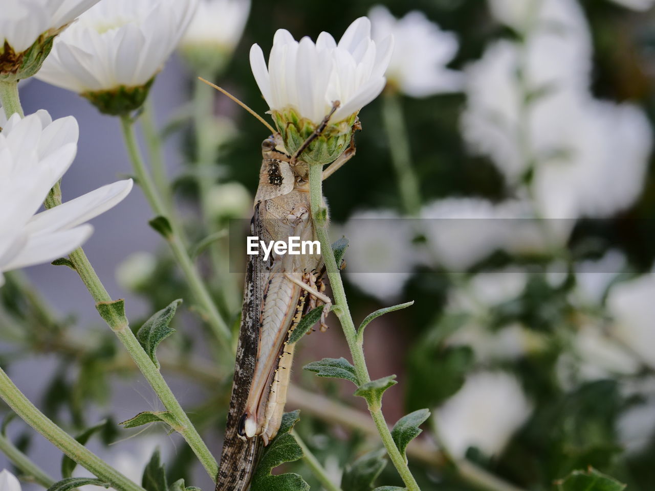 Close-up of grasshopper on flower