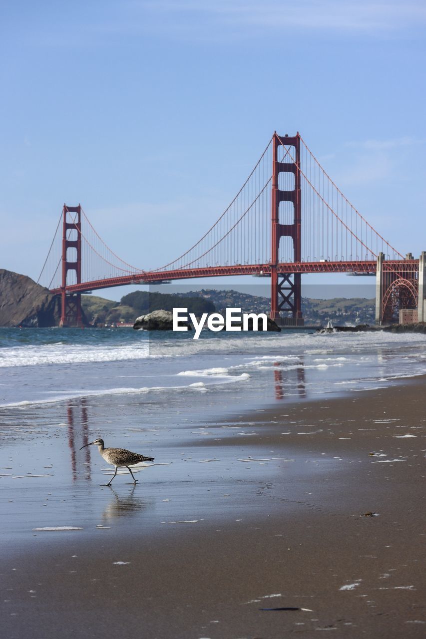 Rear view of a bird standing on beach