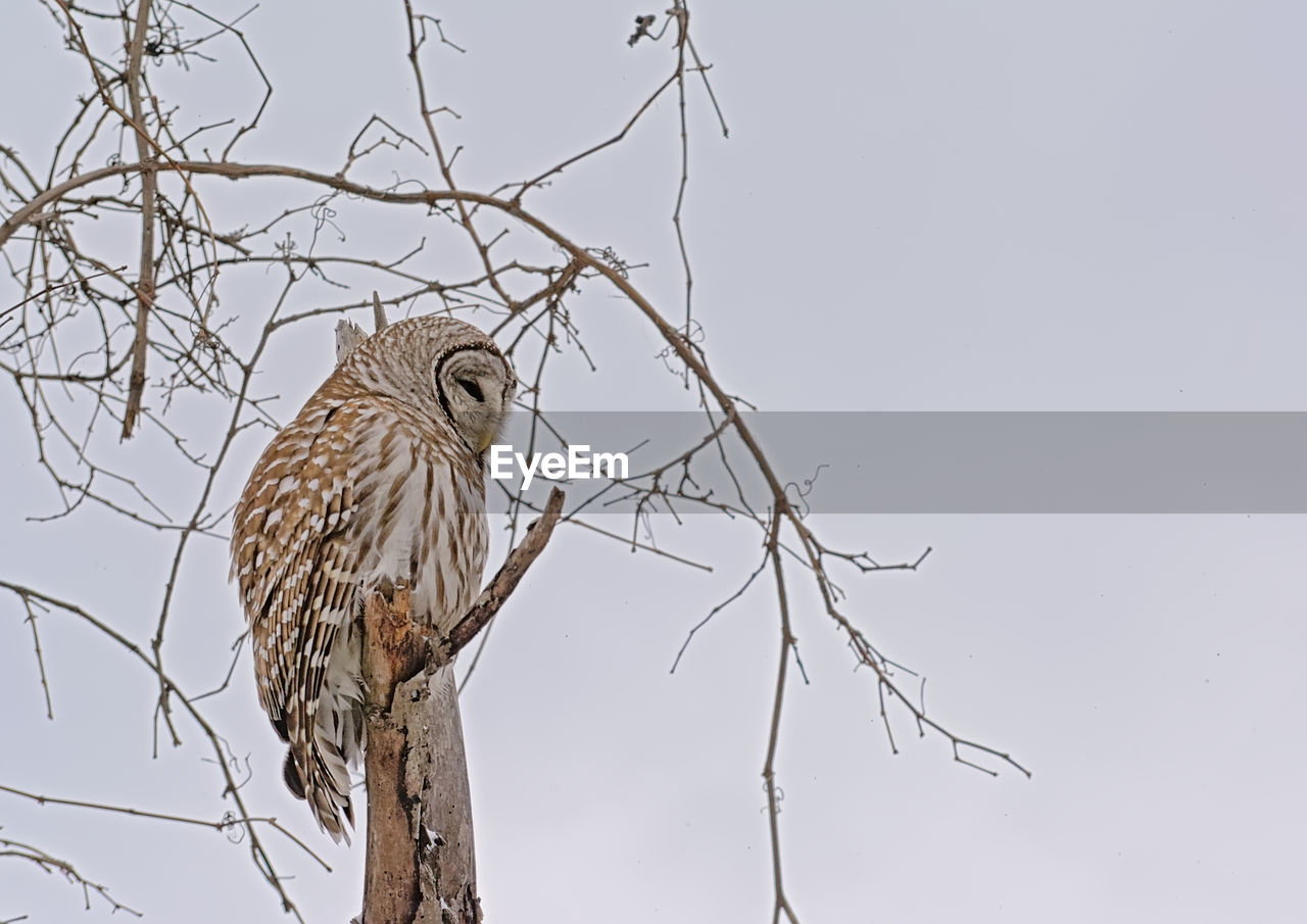 LOW ANGLE VIEW OF OWL PERCHING ON BRANCH