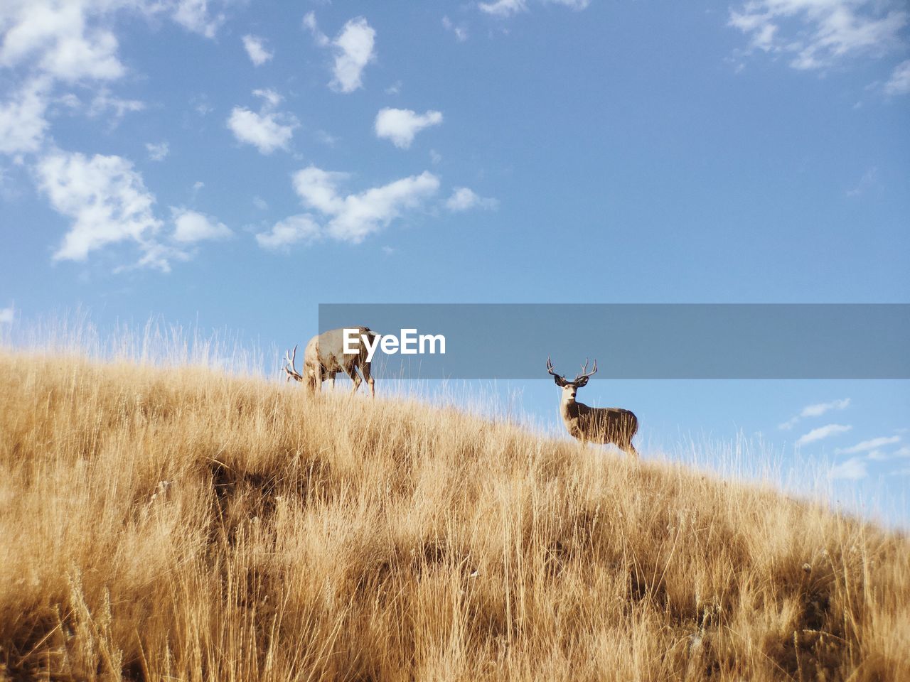 Low angle view of stags grazing on grassy hill against sky