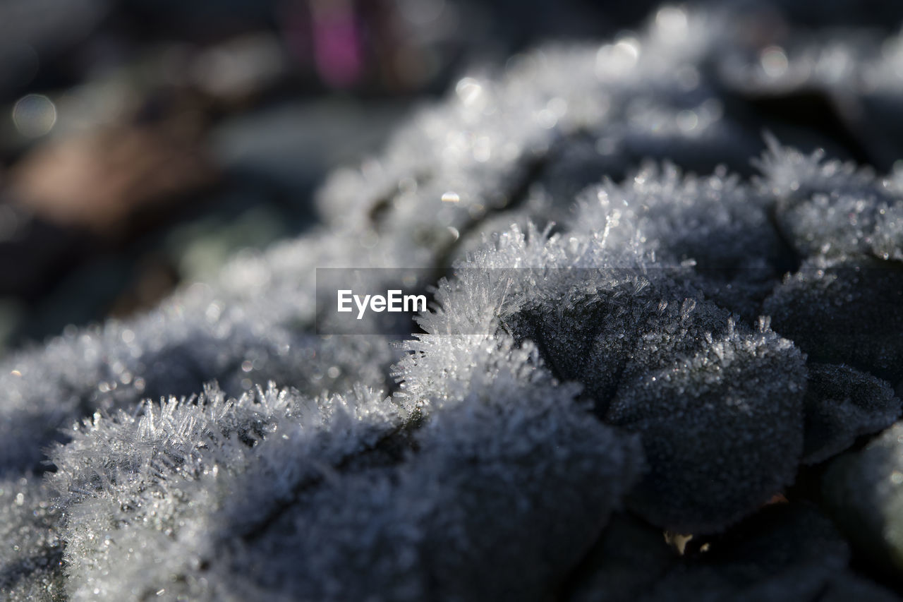 CLOSE-UP OF ICE ON PLANT