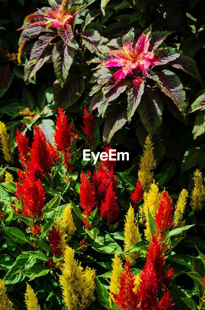 CLOSE-UP OF FLOWERS AND PLANTS