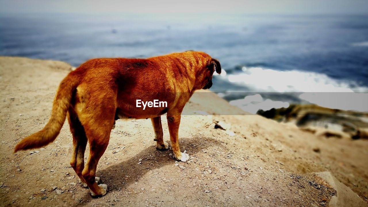 DOG LYING ON BEACH