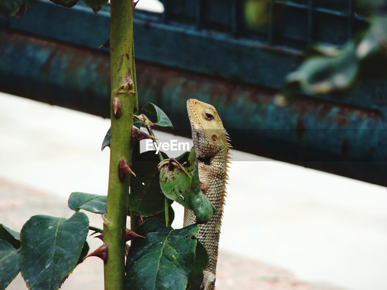 Close-up of lizard on plant stem