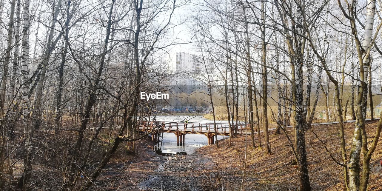 Bare trees in forest during winter