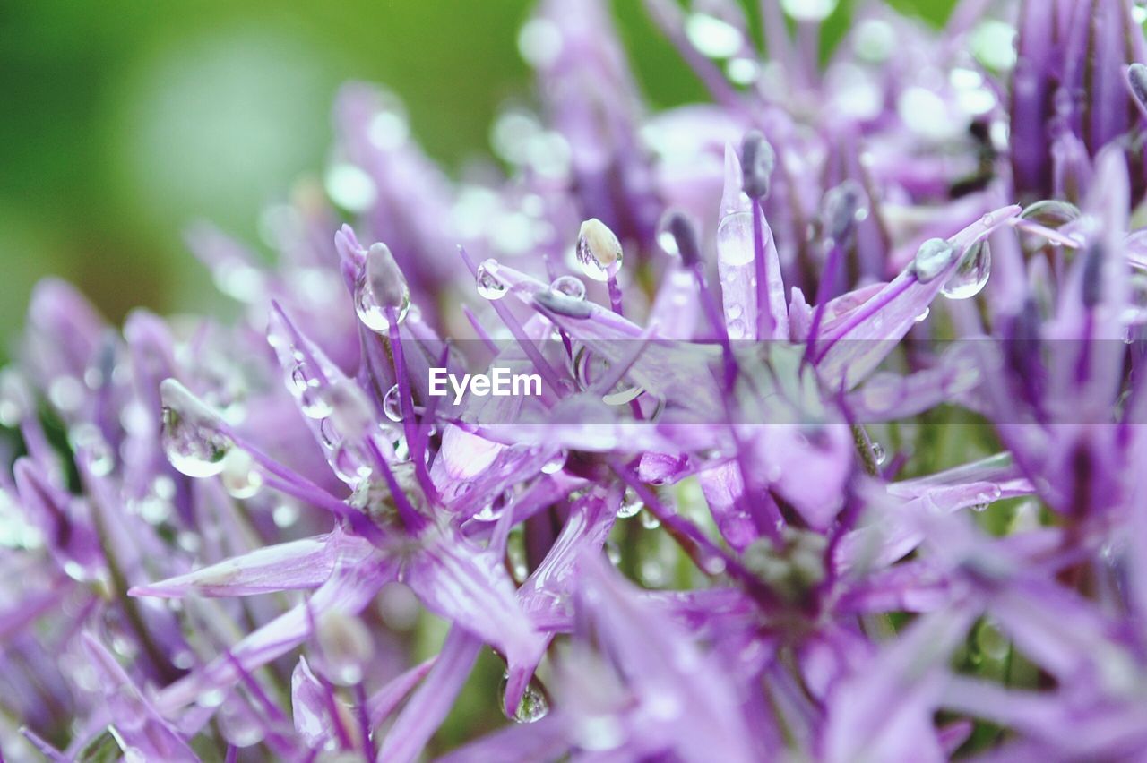 Close-up of purple flowers