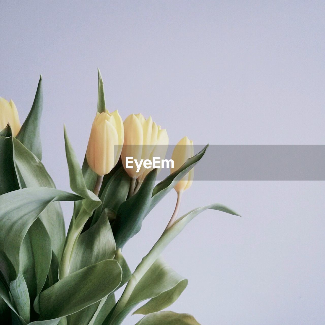 Close-up of flowers over white background