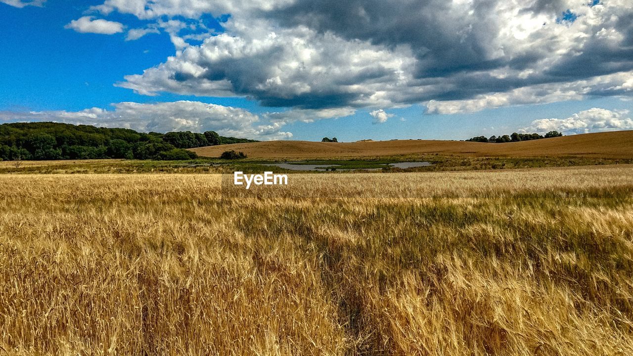 Scenic view of agricultural field against sky