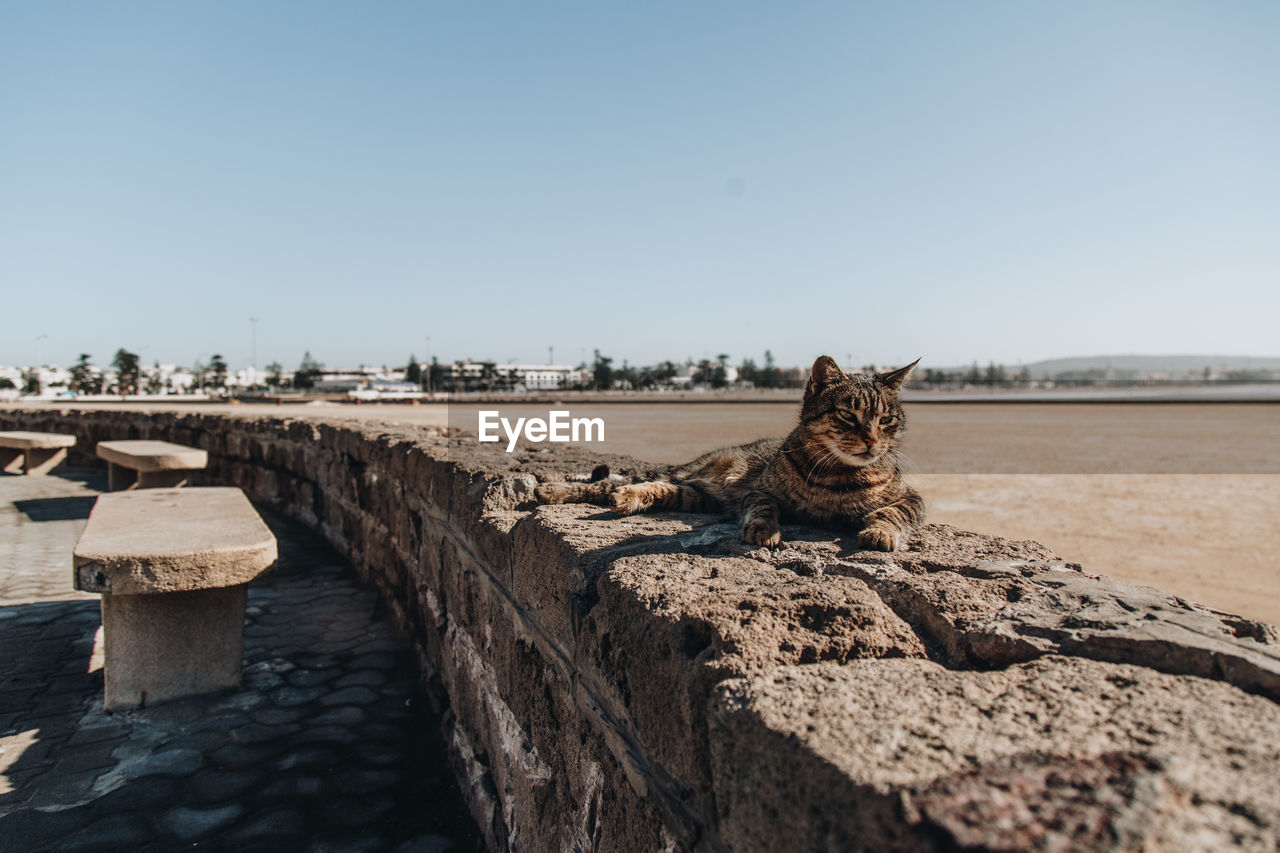 Cat sitting on retaining wall