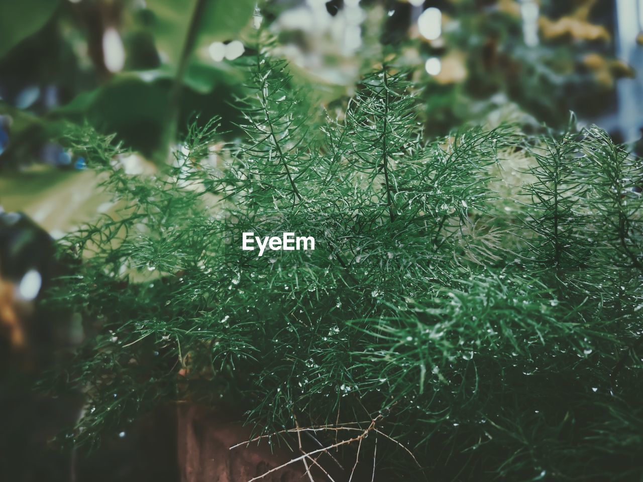 Close-up of plants during winter