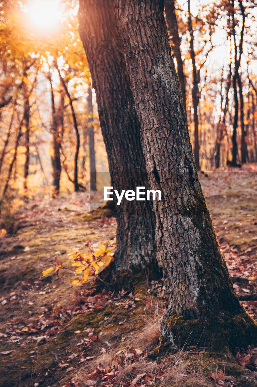 TREES GROWING IN FOREST