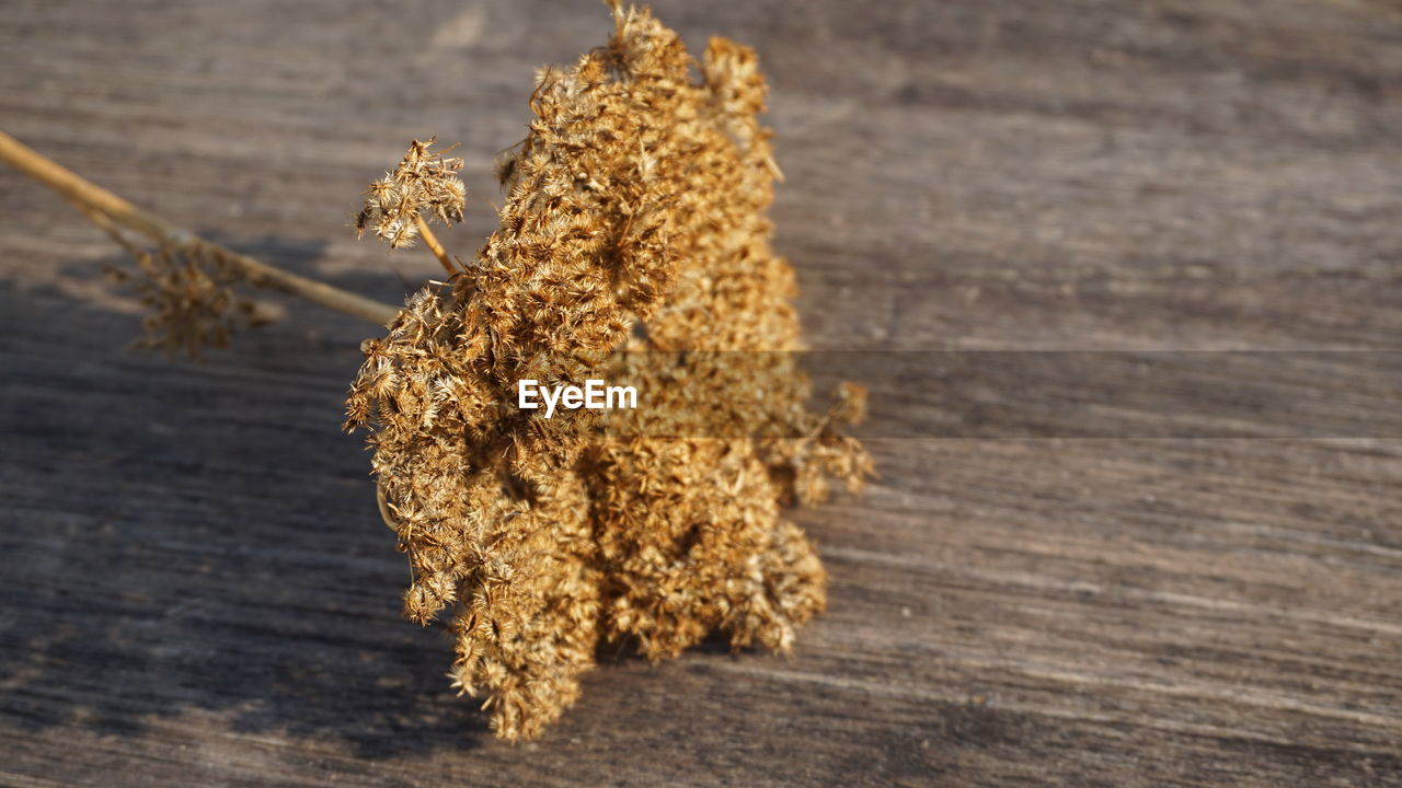 CLOSE-UP OF DRIED PLANT