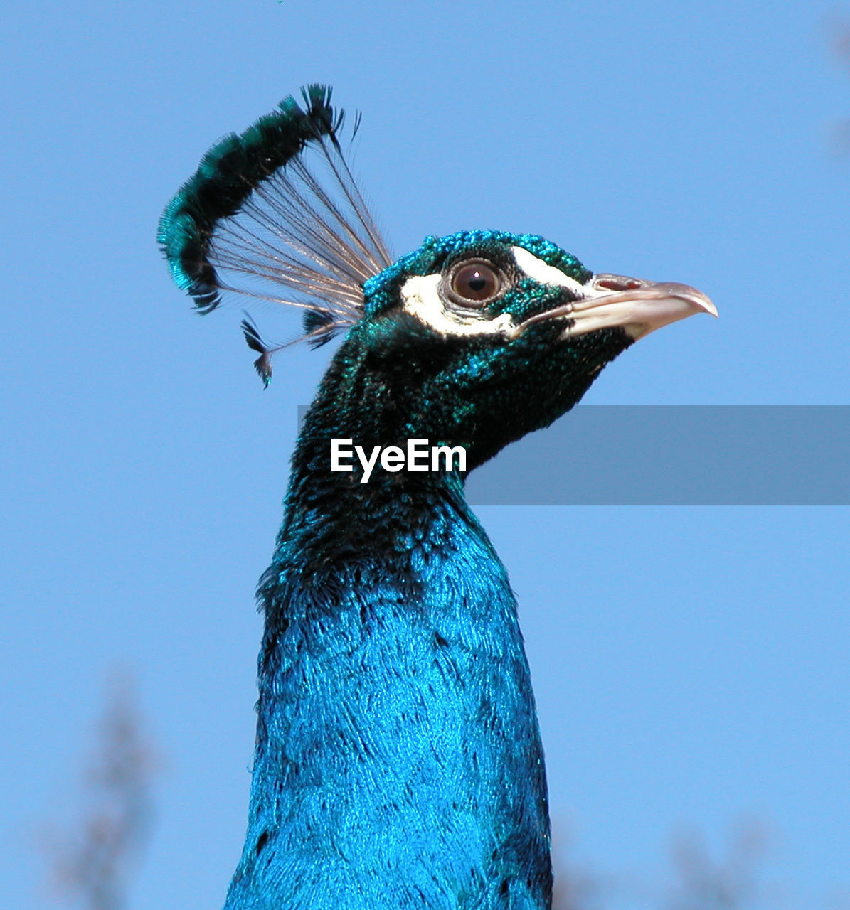 Close-up of peacock against clear blue sky