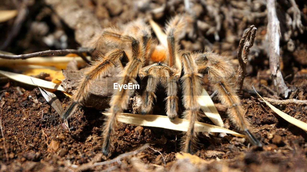 Close-up of spider on dirt