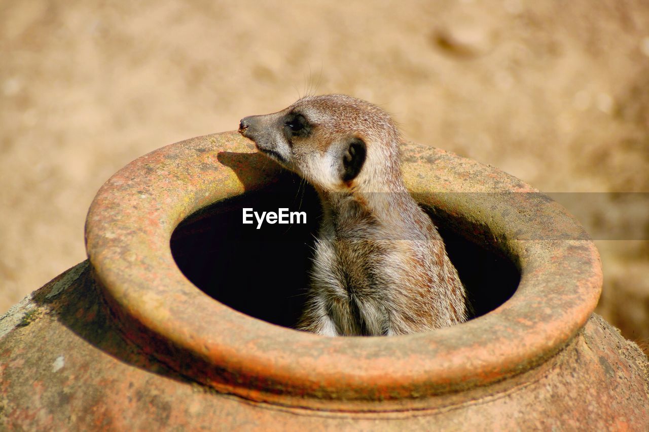 Meerkat in pot looking away on sunny day