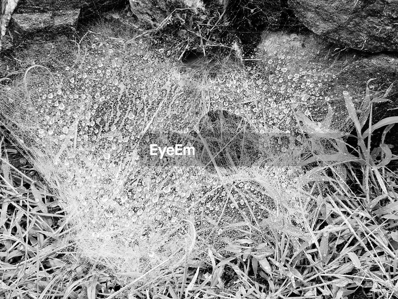 FULL FRAME SHOT OF FROZEN PLANTS ON FIELD