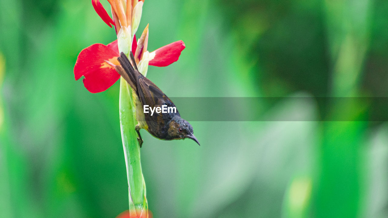 CLOSE-UP OF BUTTERFLY POLLINATING ON FLOWER