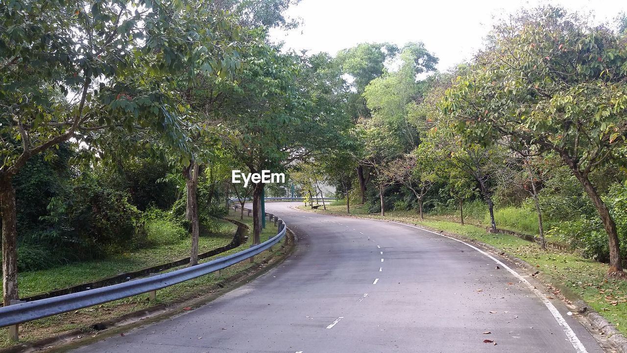 ROAD ALONG TREES