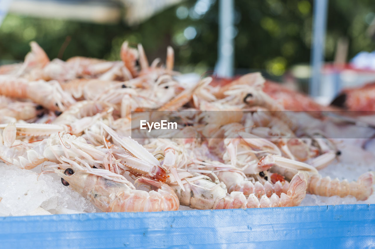 Close-up of seafood for sale at market stall