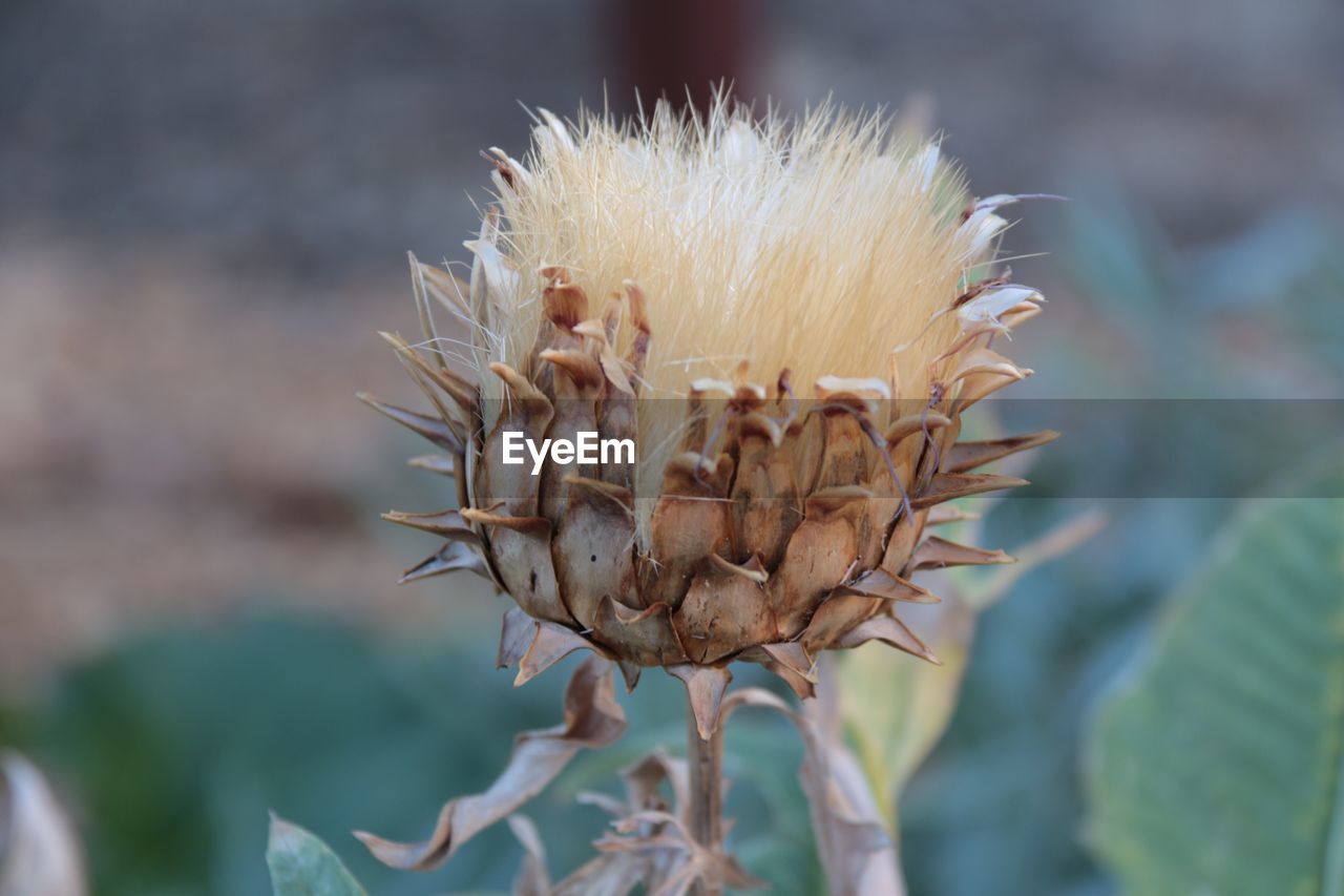 CLOSE-UP OF THISTLE PLANT