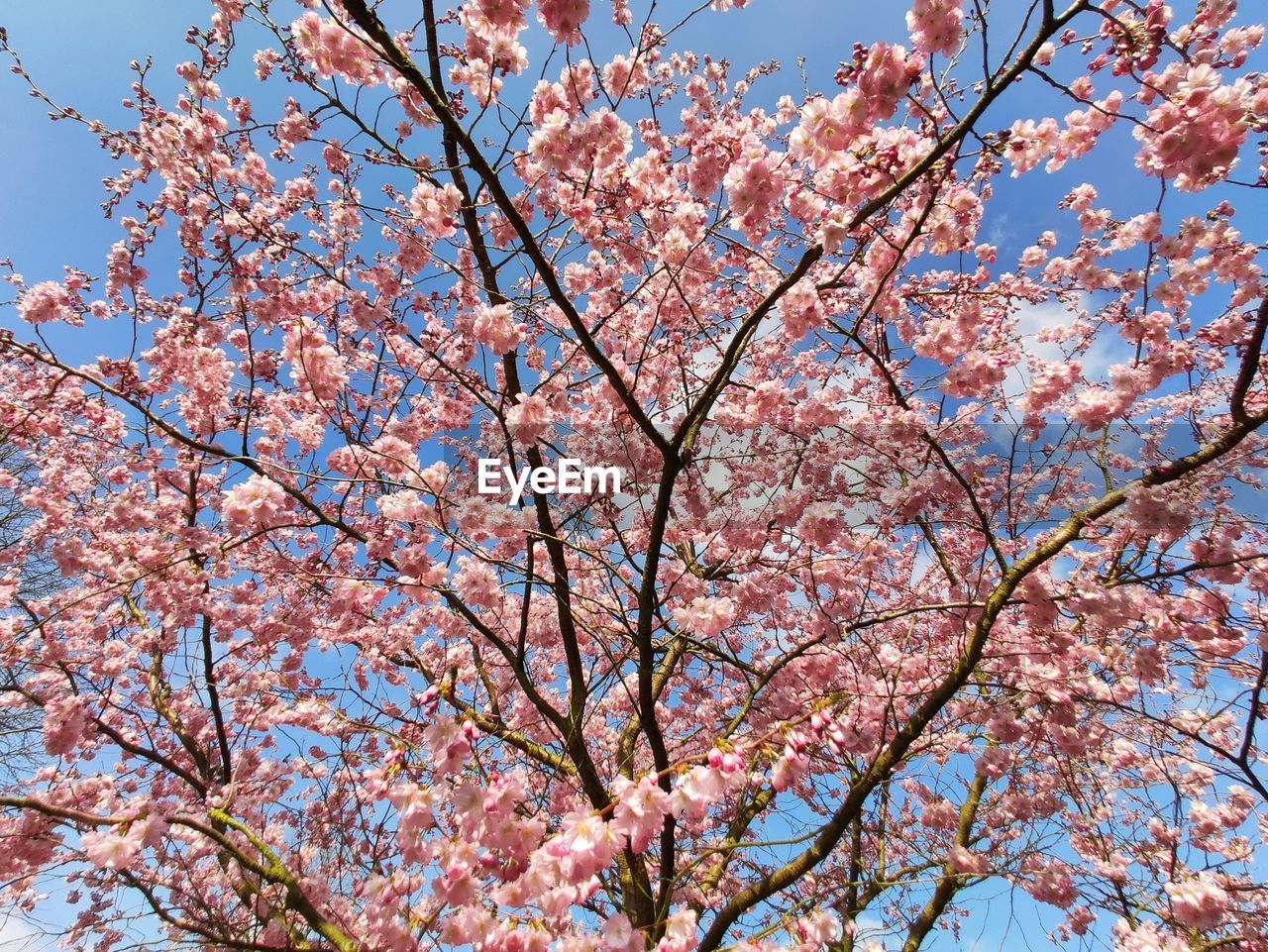 LOW ANGLE VIEW OF CHERRY BLOSSOM TREE