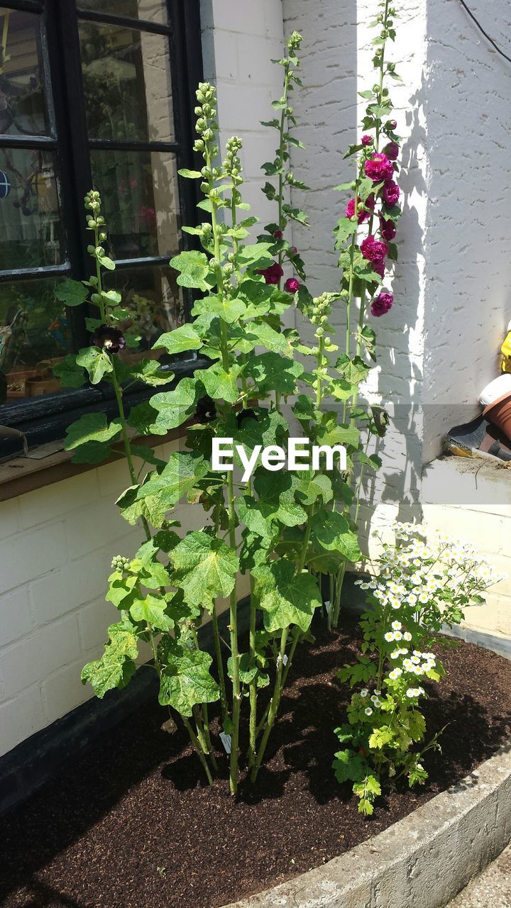 PLANT GROWING ON A WALL