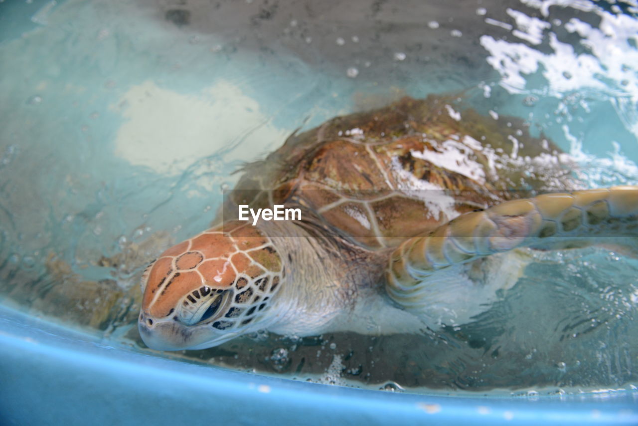 CLOSE-UP OF TURTLE UNDERWATER