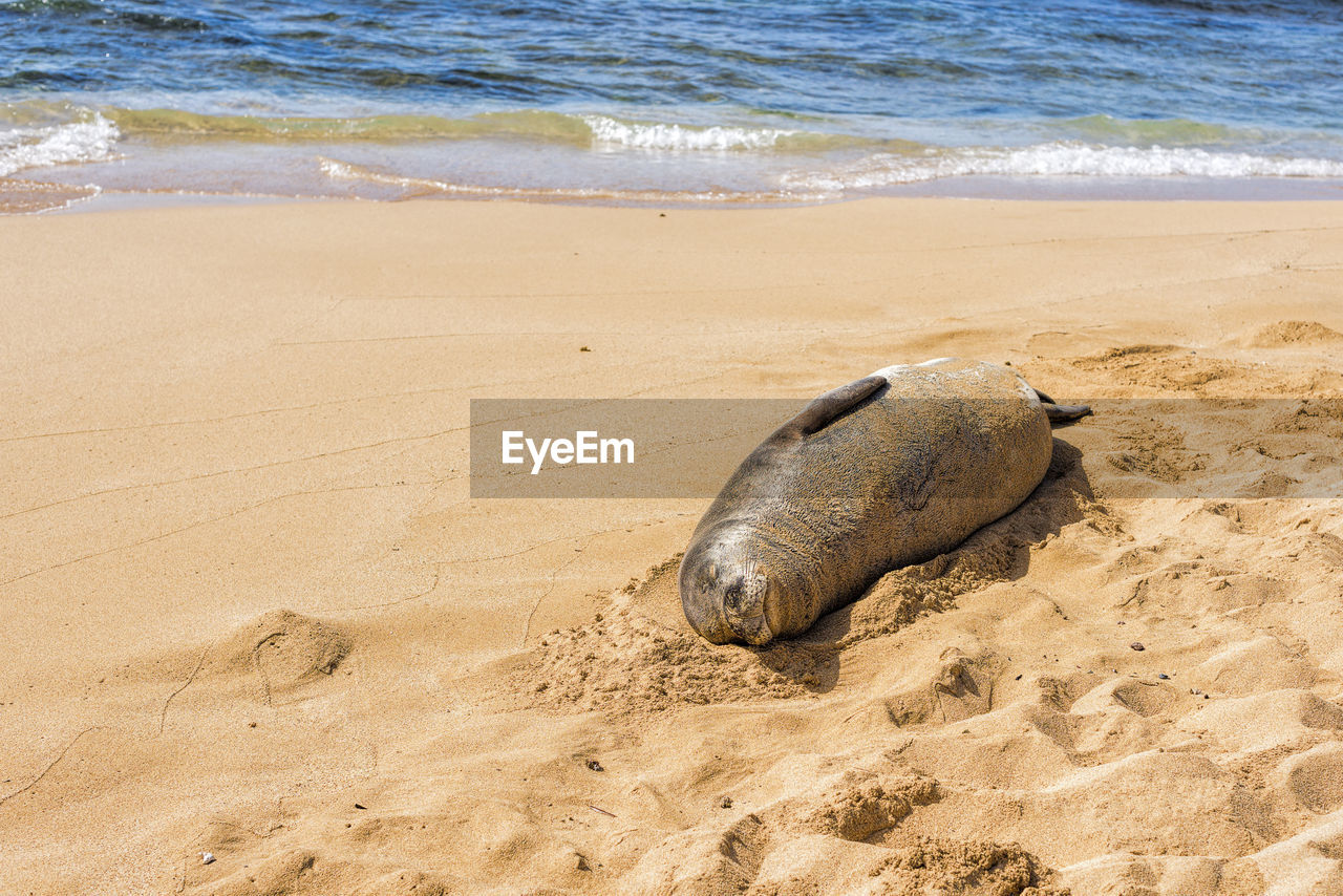 Sea lion resting on the sand