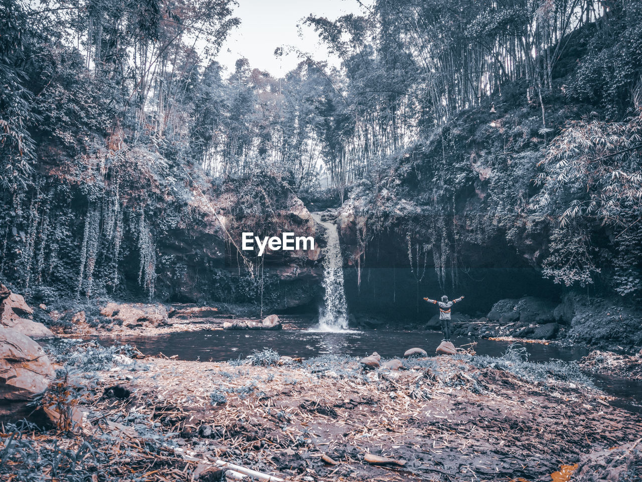 TREES GROWING BY ROCKS IN THE FOREST