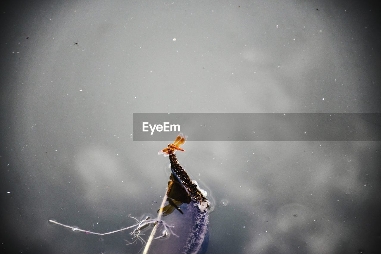 CLOSE-UP OF SPIDER IN THE WINTER