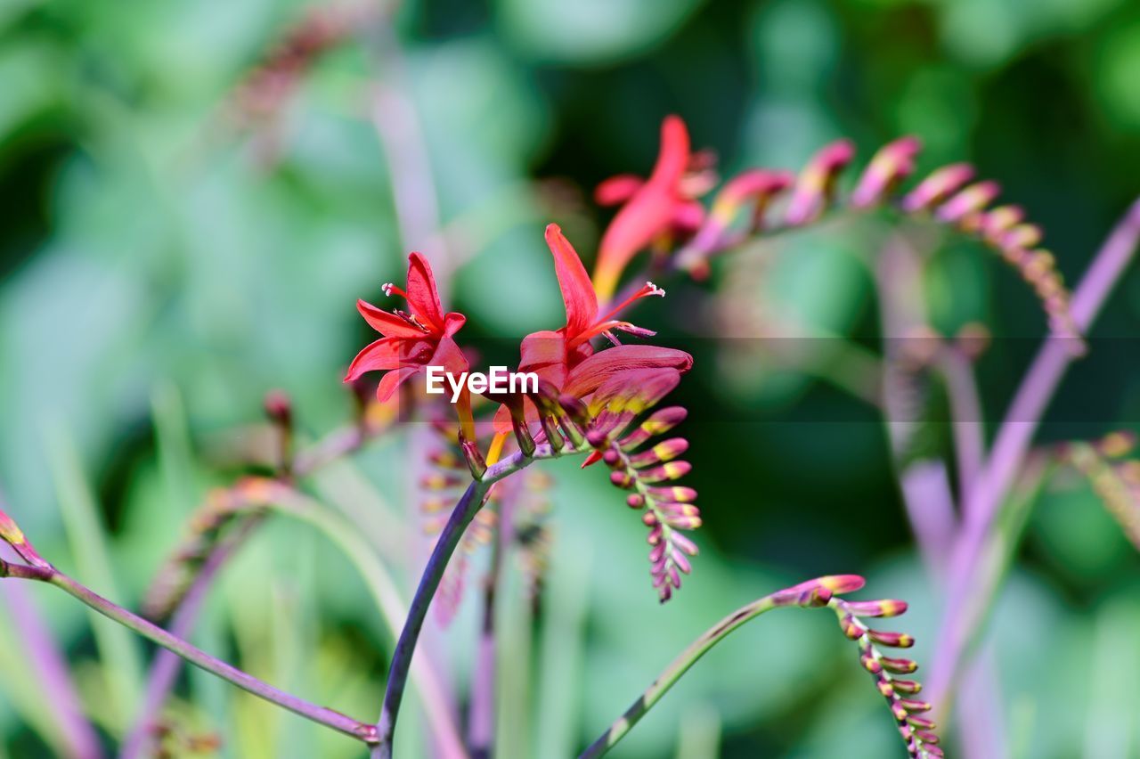 Close-up of red flowering plant