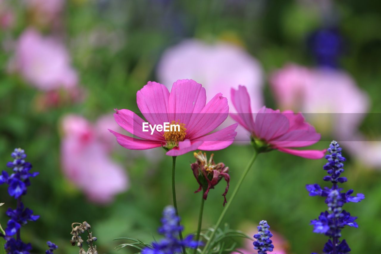 CLOSE-UP OF PINK COSMOS FLOWERS AGAINST BLURRED BACKGROUND