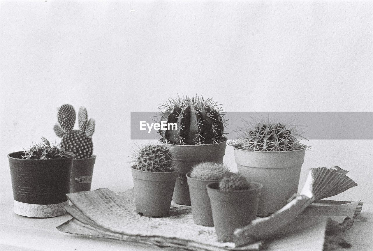 CLOSE-UP OF POTTED CACTUS PLANTS ON TABLE