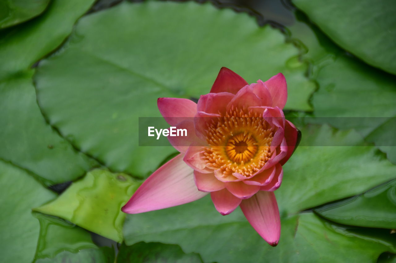 CLOSE-UP OF PINK LILY LOTUS IN POND