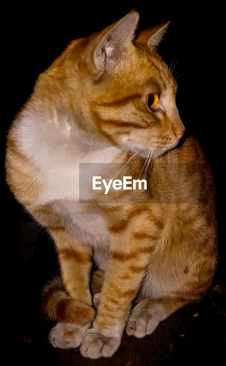 CLOSE-UP OF CAT SITTING ON BLANKET